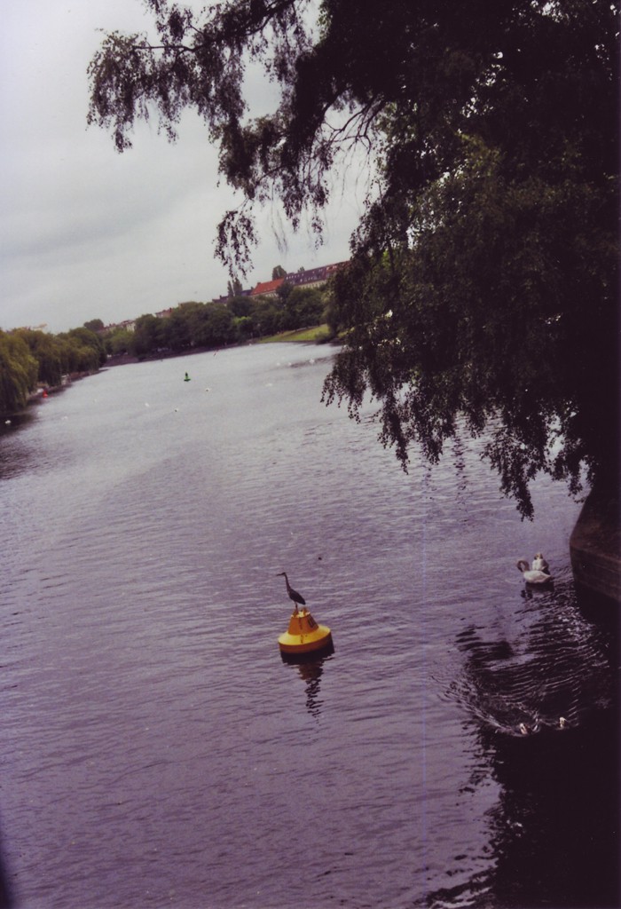 Ein schief aufgenommenes Bild eines Reihers, der auf einer Boje im Landwehrkanal sitzt