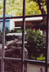 Modellflieger im Garten